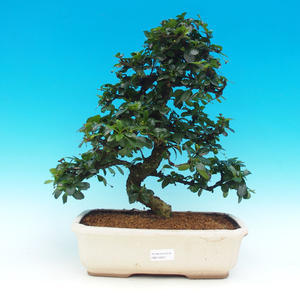 Pokojová bonsai - Carmona macrophylla PB21567