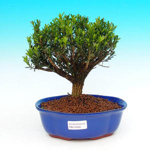 Pokojová bonsai - Carmona macrophylla PB21568