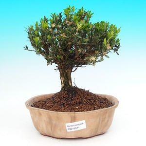 Pokojová bonsai - Carmona macrophylla PB21571