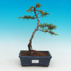 Venkovní bonsai -Cedr libanonský