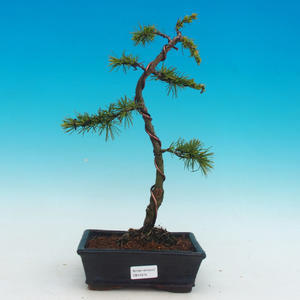 Venkovní bonsai -Cedr libanonský
