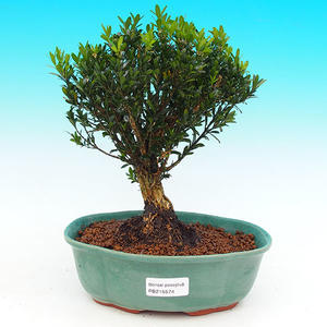 Pokojová bonsai - malolistý fíkus PB21574