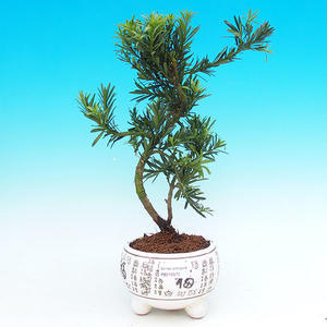 Pokojová bonsai - malolistý fíkus PB21575
