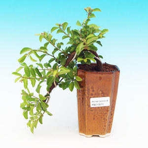 Pokojová bonsai Hvězdice levandulová PB213575