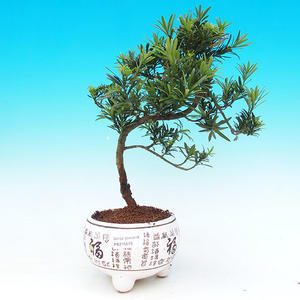 Pokojová bonsai - malolistý fíkus PB21576