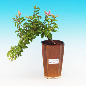 Pokojová bonsai Hvězdice levandulová PB213576