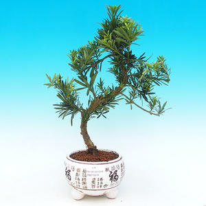 Pokojová bonsai Hvězdice levandulová PB213579
