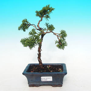 Pokojová bonsai Hvězdice levandulová PB213580