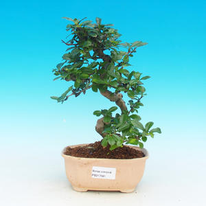 Pokojová bonsai Hvězdice levandulová PB213581