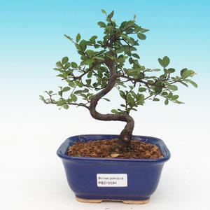 Venkovní bonsai - Kdoulovec japonský