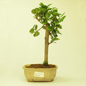 Pokojová bonsai Hvězdice levandulová PB213584