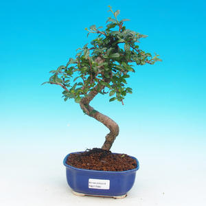 Pokojová bonsai - Ptačí zob PB21585