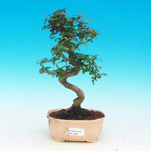 Pokojová bonsai -Ligustrum chinensis - Ptačí zob PB21586
