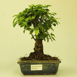 Pokojová bonsai -Ligustrum chinensis - Ptačí zob PB21587