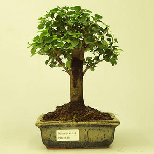 Pokojová bonsai -Ligustrum chinensis - Ptačí zob PB21588