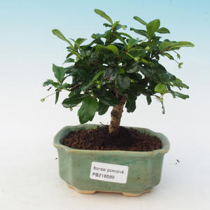 Venkovní bonsai - Kdoulovec japonský