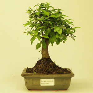 Pokojová bonsai -Ligustrum chinensis - Ptačí zob PB21589