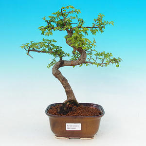 Pokojová bonsai Hvězdice levandulová PB213591