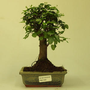 Pokojová bonsai -Ligustrum chinensis - Ptačí zob PB21592