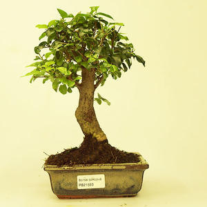 Pokojová bonsai -Ligustrum chinensis - Ptačí zob PB21593
