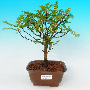 Pokojová bonsai -Ligustrum chinensis - Ptačí zob PB21594