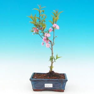 Pokojová bonsai -Ligustrum chinensis - Ptačí zob PB21595