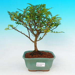 Pokojová bonsai - Carmona macrophylla PB21596
