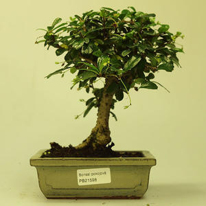 Pokojová bonsai - Carmona macrophylla PB21598