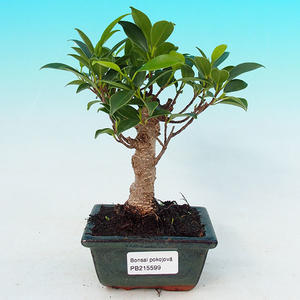 Pokojová bonsai - Carmona macrophylla PB21599
