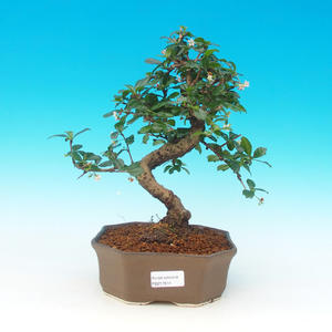 Pokojová bonsai - malolistý fíkus PB216614