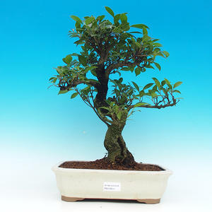 Pokojová bonsai - malolistý fíkus PB216615