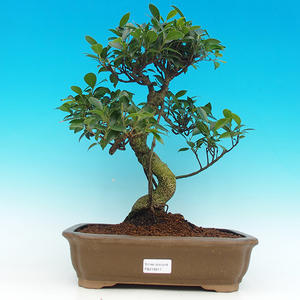 Pokojová bonsai - malolistý fíkus PB216617