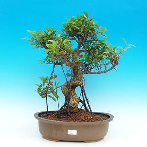 Pokojová bonsai - malolistý fíkus PB216620