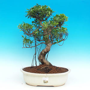Pokojová bonsai - malolistý fíkus PB216621
