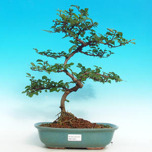 Pokojová bonsai - Barbadorská třešeň PB213622