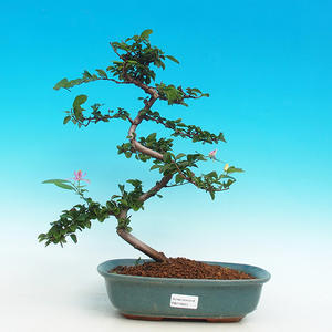Pokojová bonsai- Hvězdice levandulová PB216623