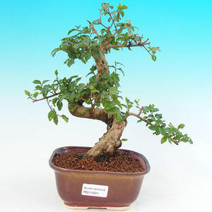 Pokojová bonsai - Barbadorská třešeň PB213624