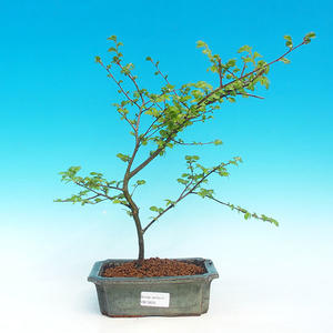 Pokojová bonsai - Barbadorská třešeň PB213625