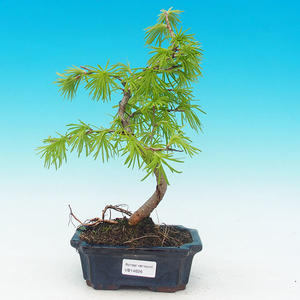Pokojová bonsai -Malolistý jilm - P216626