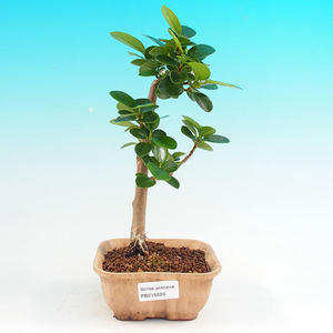 Pokojová bonsai - Barbadorská třešeň PB213626