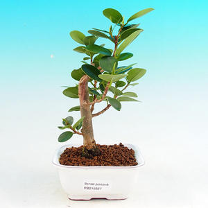 Pokojová bonsai - Barbadorská třešeň PB213627
