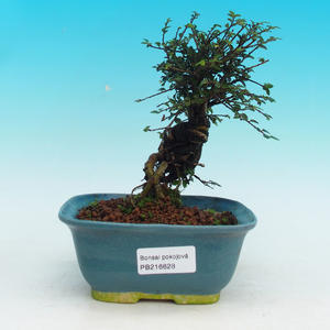 Pokojová bonsai -Malolistý jilm - P216628