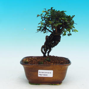 Pokojová bonsai - Barbadorská třešeňPB213630