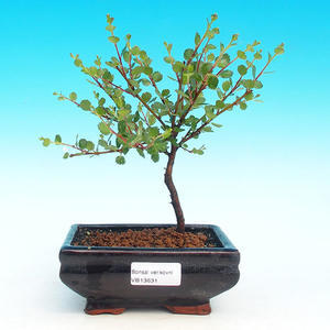 Pokojová bonsai - Barbadorská třešeňPB213631