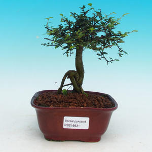 Pokojová bonsai -Malolistý jilm - P216631