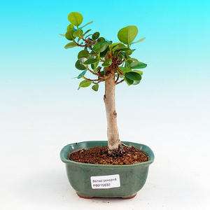 Pokojová bonsai - Barbadorská třešeňPB213632