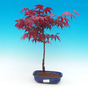 Pokojová bonsai -Malolistý jilm - P216633