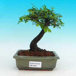 Pokojová bonsai - Barbadorská třešeňPB213634