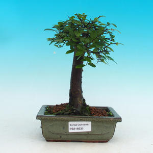 Pokojová bonsai -Malolistý jilm - P216635