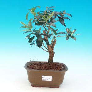 Pokojová bonsai - Barbadorská třešeňPB213635
